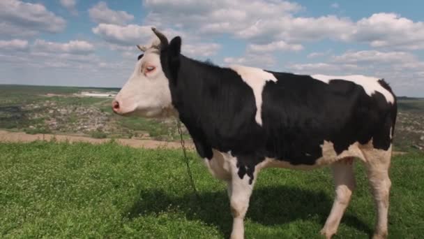 Die Kuh Blickt Die Kamera Und Schnuppert Daran Kühe Grasen — Stockvideo