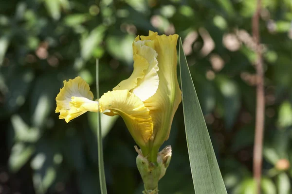 Sárga Írisz Virág Zöld Háttér — Stock Fotó