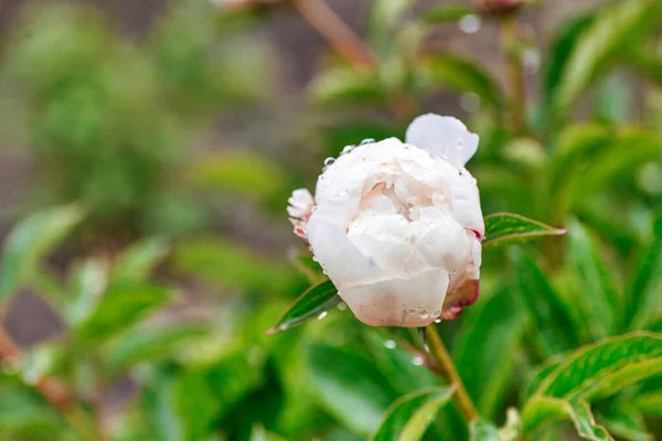 Beautiful Blooming Pionies Flowers Botanic Garden — Stock Photo, Image