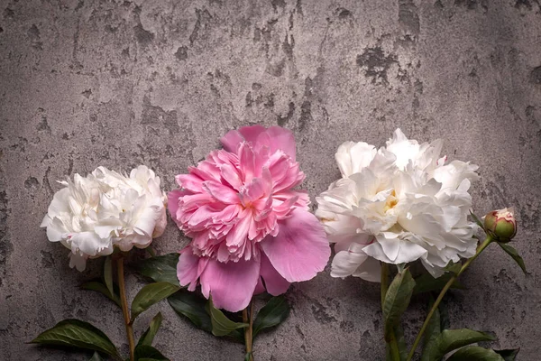 Paionies Fiori Isolati Sfondo Grigio Spazio Testo — Foto Stock