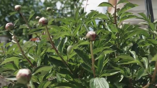 牡丹のクローズアップ アリ牡丹ブッシュの大きな牡丹の芽 夏の庭の美しい花 若い牡丹の芽が庭で成長する — ストック動画