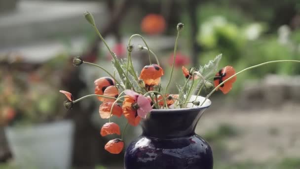 Bahçedeki Vazoda Kırmızı Yabani Gelincikler — Stok video