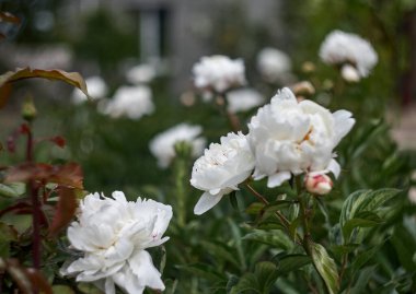 Botanik bahçesinde çiçek açan güzel inciler..