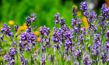 Lavanta çiçeği tarlası. Büyüyen ve açan lavanta