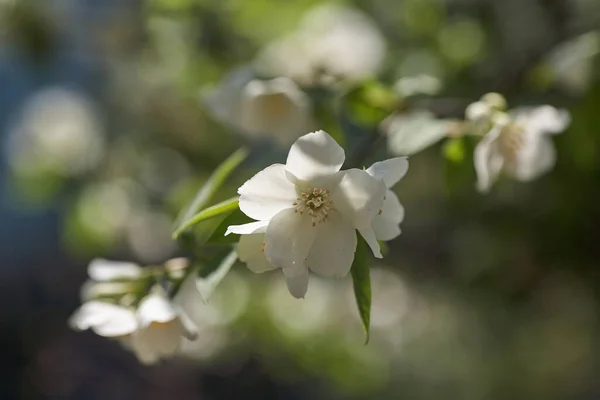 Jasmijn Bloemen Bloesem Warme Zomer Licht — Stockfoto