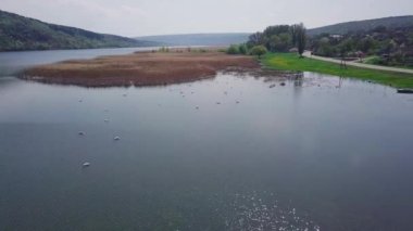 Nehirdeki güzel kuğular. Nehirde birlikte yüzen kuğu sürüsü.