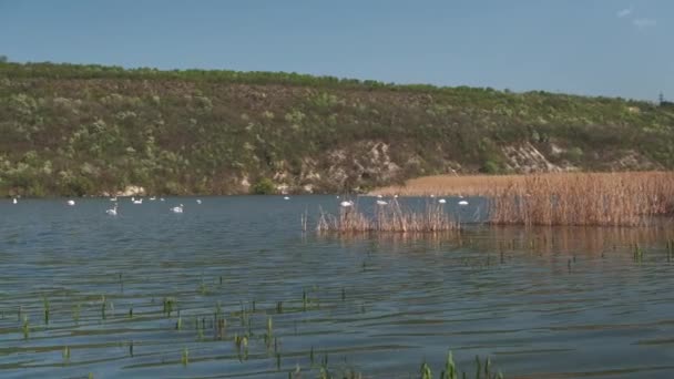 Белые Лебеди Плавающие Озеру Реке — стоковое видео