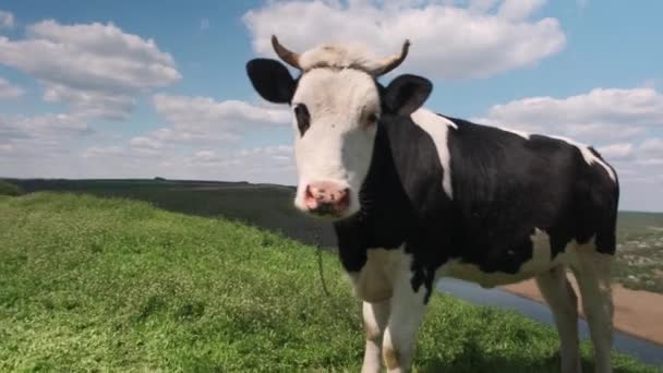 Cow Looking Camera Sniffing Cow Grazing Green Meadow Sunny Day — Stock Video