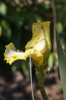 Yeşil arka planda sarı zambak çiçeği