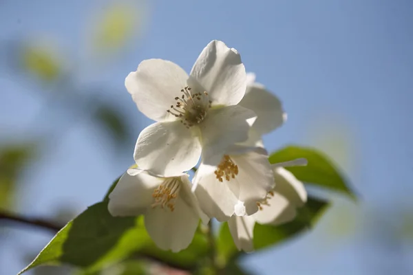 Les Fleurs Jasmin Fleurissent Dans Lumière Chaude Été — Photo