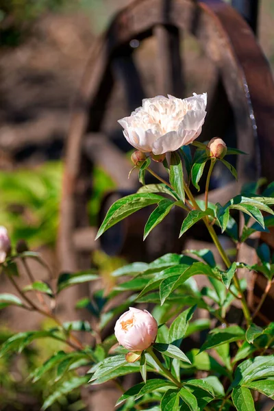 Όμορφες Ανθισμένες Πιονιές Λουλούδια Στον Βοτανικό Κήπο — Φωτογραφία Αρχείου