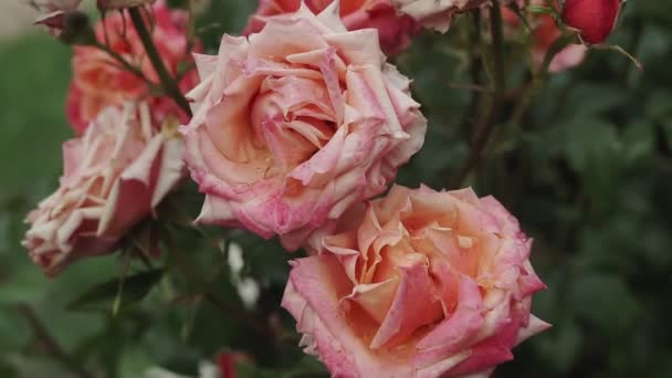 Une Rose Fleurit Dans Jardin Été Sur Buisson Roses Gros — Video