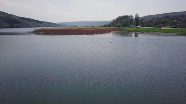 Nehirdeki Güzel Kuğular Nehirde Birlikte Yüzen Kuğu Sürüsü — Stok video