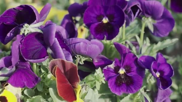 Nahaufnahme Von Schönen Bunten Petunien Sommer Blumen — Stockvideo