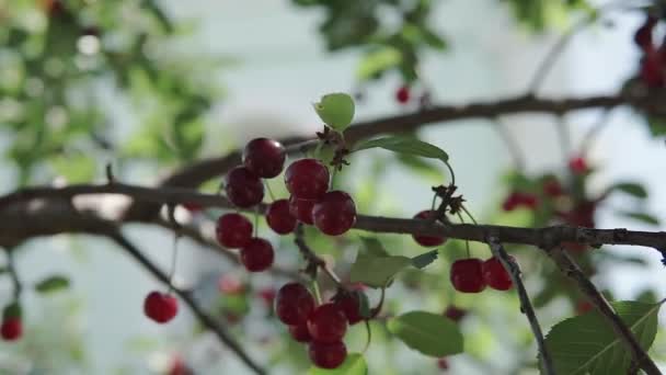 Rama Cerezo Agrio Rojo Con Par Sabrosas Frutas Viento Primer — Vídeos de Stock