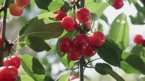 Roter Sauerkirschenzweig Mit Einem Paar Schmackhafter Früchte Wind Zweige Und — Stockvideo