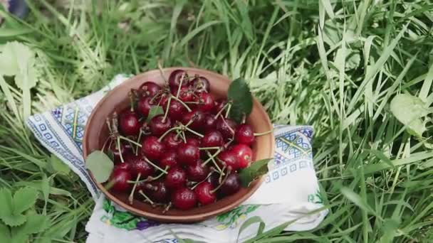 Yeşil Çimlerin Üzerinde Duran Bir Kase Dolusu Olgun Kırmızı Kiraz — Stok video