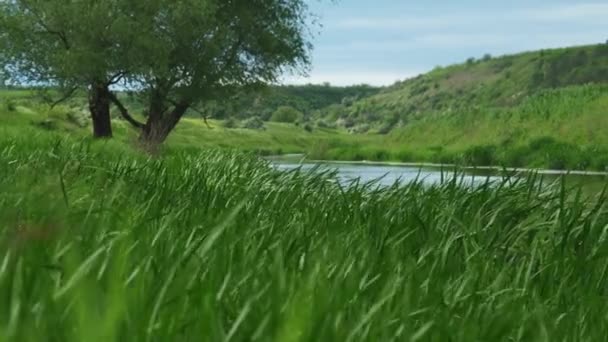 Orilla Pequeño Río Antes Una Tormenta Pequeño Río Limpio Verde — Vídeos de Stock