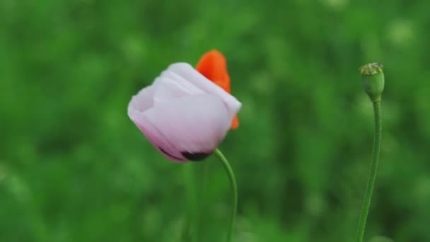 White Poppy Flower Field Papaver Dubium Albiflorum — Stock Video