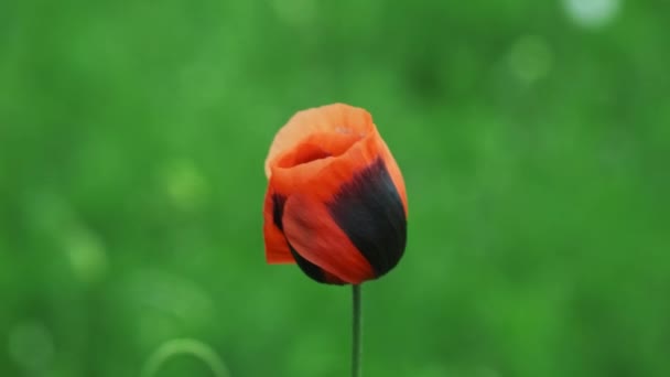 Papoilas Campanha Prado Verão Primavera Dia Ensolarado Flores Vermelhas Selvagens — Vídeo de Stock