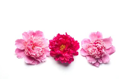 Beyaz arka planda çiçek açan pembe şakayıklar