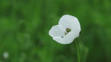 Tarlada beyaz gelincik çiçeği, Papaver dubium albiflorum