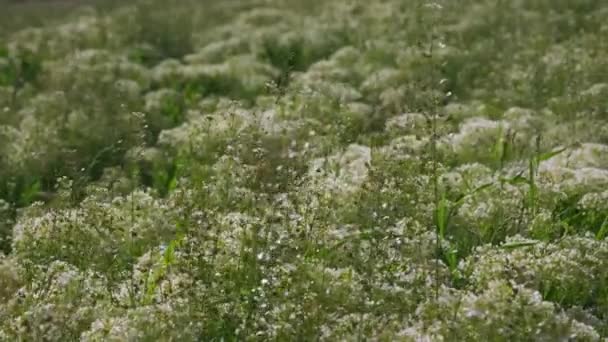 绿色草坪特写上新鲜多汁的草坪 绿豆的背景 — 图库视频影像