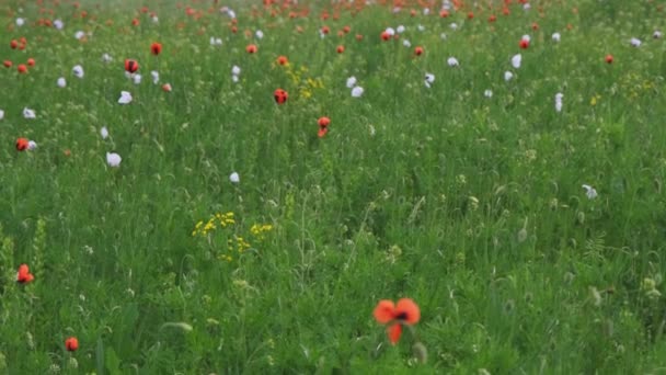 Весеннее Время Лугу Специальные Белые Красные Цветы Мака Ветру — стоковое видео