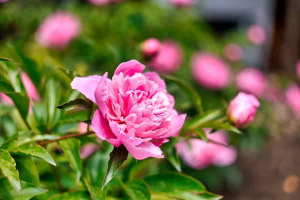 Romantiska rosa pioner i vår trädgård solig dag — Stockfoto