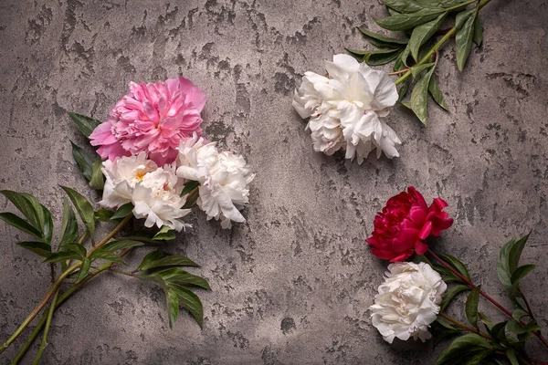 Paionies Fiori Isolati Sfondo Grigio Spazio Testo — Foto Stock