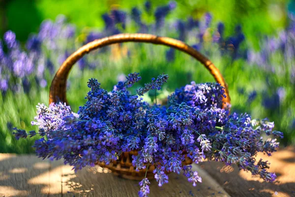 Korb Mit Lavendelstrauß Auf Holz Auf Lavendelfeld Hintergrund — Stockfoto