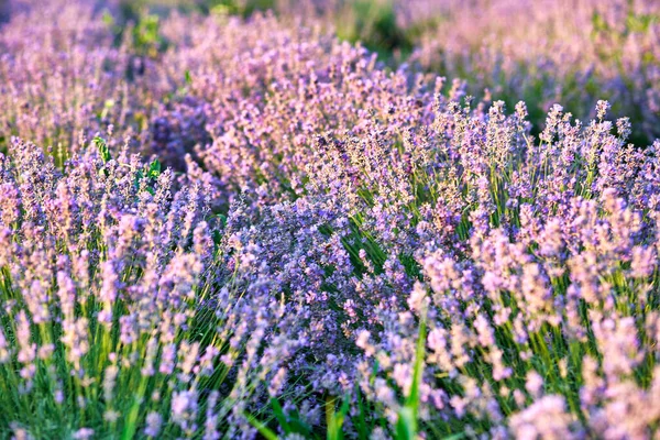 Lavender Flowers Field Growing Blooming Lavender — Stock Photo, Image