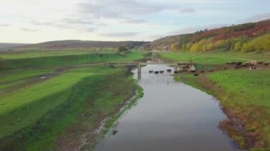 Yukarıdan bak. Kamera otlayan inekler ve küçük nehirlerle yeşil bir tarlanın üzerinde uçuyor.