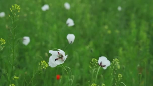 Белый Цветок Мака Поле Papaver Dubium Albiflorum — стоковое видео