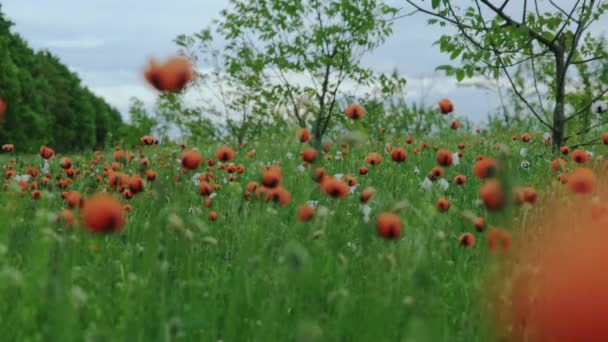 Primavera Prado Flores Especiales Amapola Blanca Roja Viento — Vídeo de stock