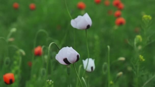 White Poppy Flower Field Papaver Dubium Albiflorum — Stock Video