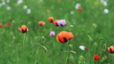 Çayırda bahar zamanı, rüzgarda özel beyaz ve kırmızı gelincik çiçekleri