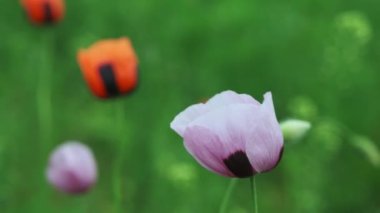 Çayırda bahar zamanı, rüzgarda özel beyaz ve kırmızı gelincik çiçekleri
