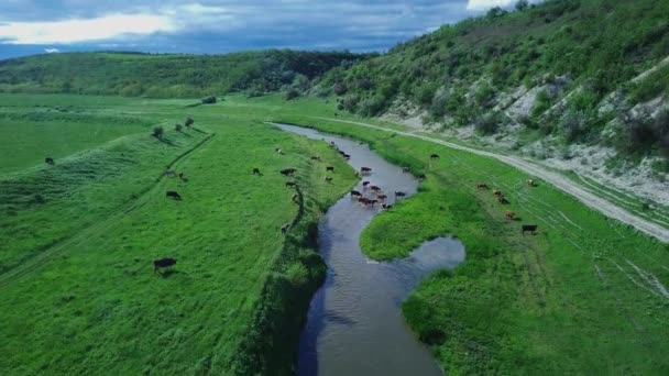 Widok Góry Kamera Przelatuje Nad Zielonym Polem Wypasanymi Krowami Małą — Wideo stockowe