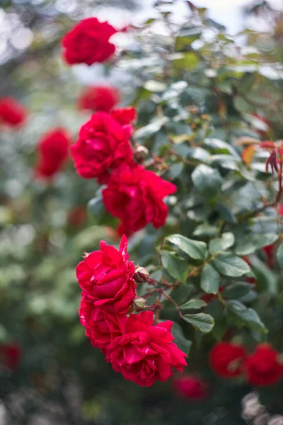Kırmızı Güller Doğal Tatillerde Kullanılıyor Bahçedeki Kırmızı Güller — Stok fotoğraf