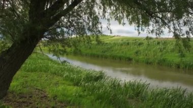 Fırtınadan önce küçük bir nehrin kıyısında. Küçük temiz nehir ve yeşil aşırı büyümüş nehir kıyıları.