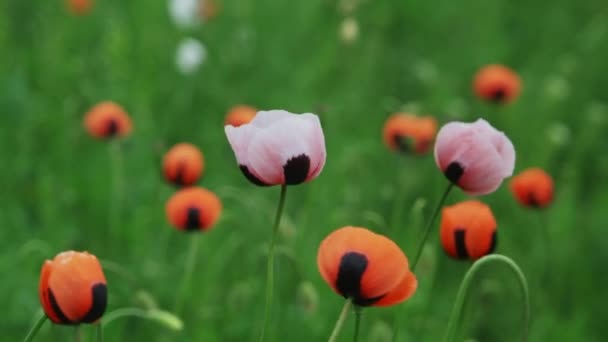 Весняний Час Лузі Особливі Білі Червоні Макові Квіти Вітрі — стокове відео
