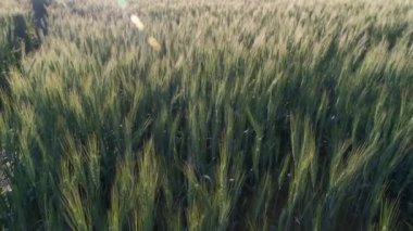 Tahılın yeşil kulakları. Buğday rüzgarı sallanıyor