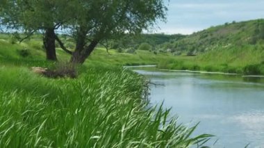 Fırtınadan önce küçük bir nehrin kıyısında. Küçük temiz nehir ve yeşil aşırı büyümüş nehir kıyıları.