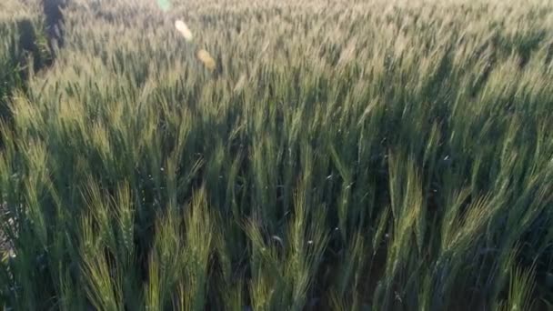 Tahılın Yeşil Kulakları Buğday Rüzgarı Sallanıyor — Stok video