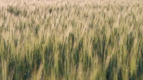 Die Grünen Ähren Des Korns Weizenwind Bebt — Stockvideo