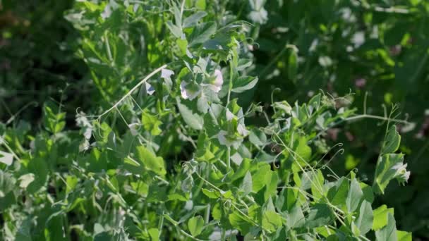 春のクローズアップのフィールド内の若い緑のエンドウ豆 若い緑のエンドウ豆の分野 若い緑のエンドウ豆が畑で成長します 緑のエンドウ豆の花と果物 — ストック動画