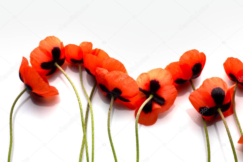 Red Poppy flower on white background. Copy space.