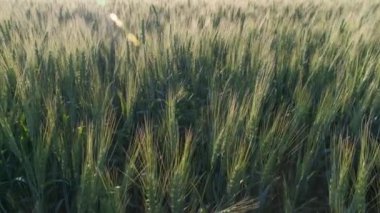 Tahılın yeşil kulakları. Buğday rüzgarı sallanıyor