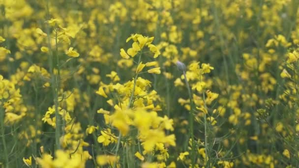 Kvetoucí Úroda Řepky Olejné Poli Kvetoucí Květy Kanoly Semena Řepky — Stock video